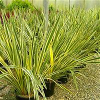 Phormium tenax variegata - New Zealand Flax - LARGE SPECIMEN - 100-120cm tall