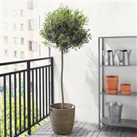 Olea Europa - Mediterranean Olive Tree - Large Specimen circa 200cm tall