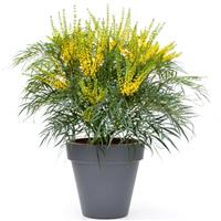 Mahonia 'Soft Caress' - New Evergreen Mahonia Shrub - LARGE Specimen Sized Plant