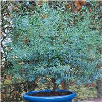 Large Eucalyptus gunnii France Bleu - circa 140-160cm tall