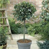 GIANT Lollipop Bay Tree - Laurus nobilis - Large XXXL Specimen - circa 170-190cm
