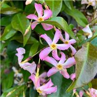 Fragrant Trachelospermum asiaticum Pink Showers - Pinky Wings Star Jasmine Plants - circa 150-180cms