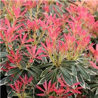 Pieris japonica Flaming Silver - Extra Large Specimen