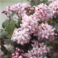 Deutzia hybrida 'Mont Rose' - LARGE Specimen