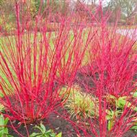 Cornus alba Sibirica - Red Bark Dog Wood - LARGE 140-160cm Specimen