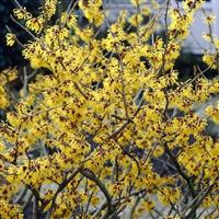 Hamamelis Arnold Promise - Witch Hazel - LARGE 120-140cm Specimen in Bud & Bloom
