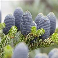 Abies Koreana - Blue Cone Korean Fir - LARGE - 60-80cm Tree