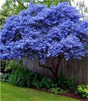 Ceanothus arboreus Trewithen Blue - Californian Lilac Tree - 140-160cm