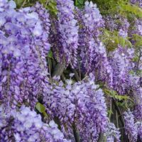 Wisteria sinensis Prolific - Blue - Large Specimen Plant 6-7ft