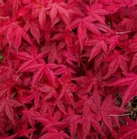 Acer palmatum Deshojo - Large Japanese Maple 100-1200cm