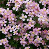 Clematis montana rubens - Large 6-7ft Specimen Plant - Pink Anemone Clematis