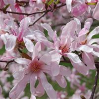 Magnolia x loebneri 'Leonard Messel' - Tulip Tree