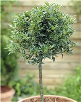 Holly Tree Patio Standard - Ilex aquifolium Myrtifolia