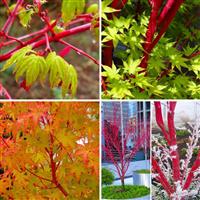 Acer palmatum Sango Kaku - Coral Bark Maple - Large 120-140cm Specimen
