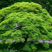 Large Acer Japanese Maple Tree - Emerald Lace - circa 90-120cm