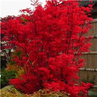 Acer Japanese Maple Tree - Skeeters Broom - Large circa 100-120cm tall