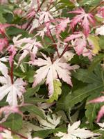 Large Acer Japanese Maple Tree - Orido Nishiki (Asahi-zuru)