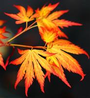 Large Acer Japanese Maple Trees - Orange Dream - circa 120-140cms