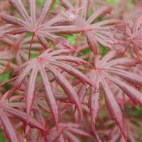 Large Acer Japanese Maple Tree - Acer palmatum Trompenburg - 120-150cms