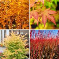 Acer palmatum Bihou - Bi Ho Golden Bark Japanese Maple Bi Hoo - Large 100-120cm Tree