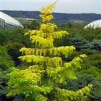 Metasequoia glyptostroboides Gold Rush