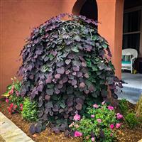 Cercis canadensis Ruby Falls - Weeping Redbud Judus Tree - circa 200-220cm