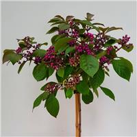 Callicarpa bodinieri Autumn Glory - Large 150cm Standard Tree