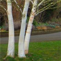 Betula utilis jacquemontii - West Himalayan Birch Tree - Large 160-170cm Specimen