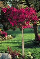 Euonymous alatus TREE - Burning Bush Spindle Tree Euonymus - Extra Large 140-180cms Tree