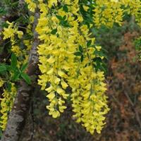 Laburnum anagyroides - Golden Chain Tree - 150cm
