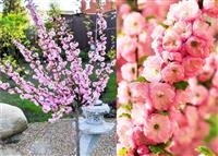 Prunus triloba - circa 135-165cm - Flowering Cherry-Almond TREE