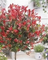 Photinia fraseri robusta - Red Robin - Compact Evergreen - Large Standard Tree circa 160-180cm