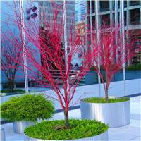 Acer palmatum Sango Kaku - Coral Bark Maple - Large Specimen Tree circa 140-160cm