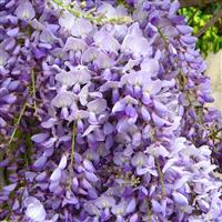 Wisteria Caroline - Large Specimen Plant 6ft+