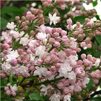 Syringa vulgaris Beauty of Moscow Lilac Tree - Fragrant White Lilac Tree circa 100cm tal