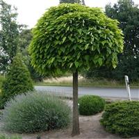Catalpa bignonioides Nana - Indian Bean Tree - EXTRA LARGE circa 220-260cm