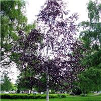 Betula pendula Purpurea - Purple Leaf Birch Tree - 140-160cm tall