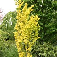 Ulmus hollandica 'Wredei' - Golden Pillar Elm Tree - circa 175-200cm