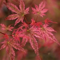 Acer palmatum Phoenix - Japanese Maple