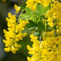 Laburnum anagyroides Yellow Rocket - Upright Golden Chain Tree