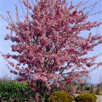 Prunus Okame - Cherry Blossom