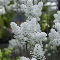 Syringa 'Agnes Smith' - circa 150-170cm Large Tree