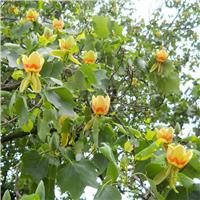 Liriodendron tulipifera - Tulip Tree - circa 150-180cm