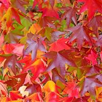 Liquidambar styraciflua Worplesdon - Sweet Gum Tree - circa 150-180cm