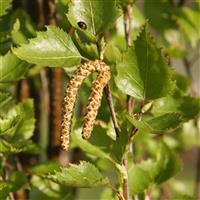 Betula pendula Fastigata - Birch Tree