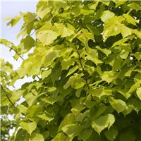Tilia europaea 'Wratislaviensis'