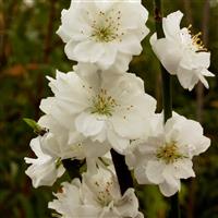 Prunus persica Taoflora White - circa 150cm tall