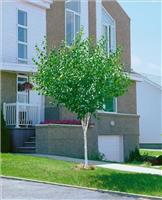 Betula pendula Magical Globe - Birch Tree