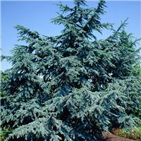 Cedrus libani 'Glauca' - Blue Atlas Cedar