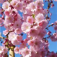 Prunus Accolade - Cherry Blossom Tree - circa 100-120cm